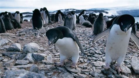Bbc Earth If You Think Penguins Are Cute And Cuddly Youre Wrong