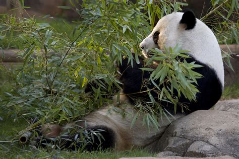 Bamboo For Zoo Atlantas ‘picky Pandas Comes From Local Yards Wabe