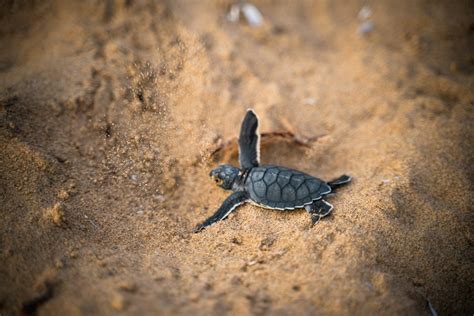 Sea Turtle Hatching Season Dos And Donts Coastal Expeditions Blog
