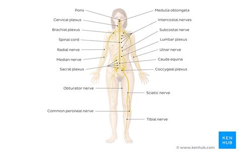 It is a tough protective layer that contains melanin (which protects against the rays of the sun and gives the skin its color). Nervous system anatomy practice: Quizzes and more! | Kenhub