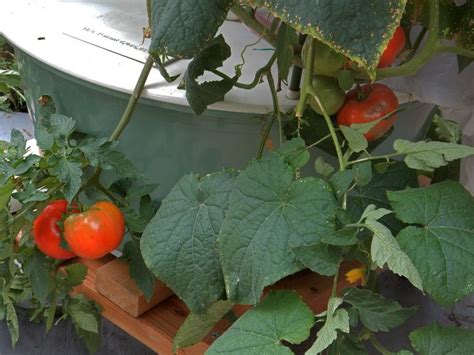 Tomatoes Tower Garden Hydroponics Tomato