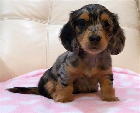 We are looking for good homes for these little… Dachshund Puppies For Sale In NY | Cam's Dachshunds