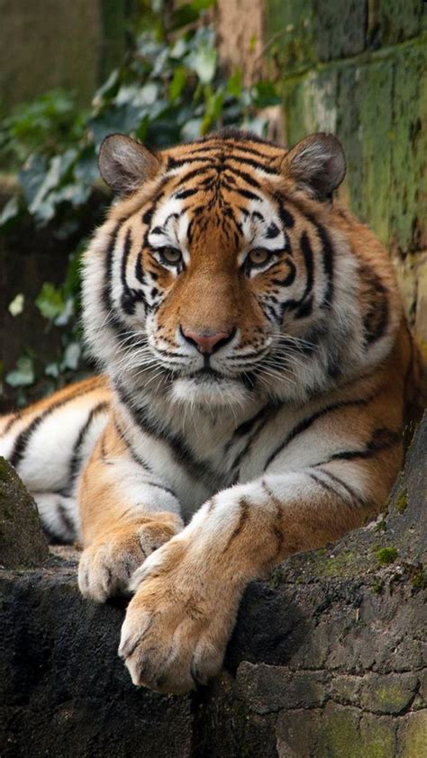 Big Animals Majestic Animals Animals And Pets Tiger Pictures Animal