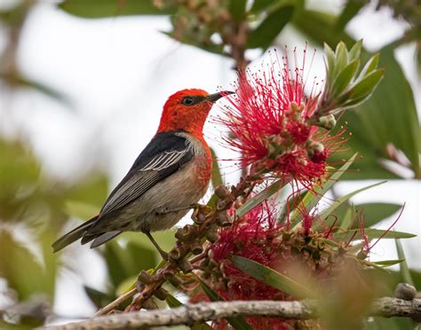 Scarlet Honeyeater Tathra Nsw Australian Birds Bird Photo Beautiful