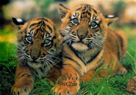 Sumatran Baby Tigers Flickr Photo Sharing