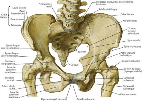 7 Hanche Et Bassin Medicine Key