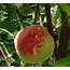 Peach – Sussex Fruit Trees