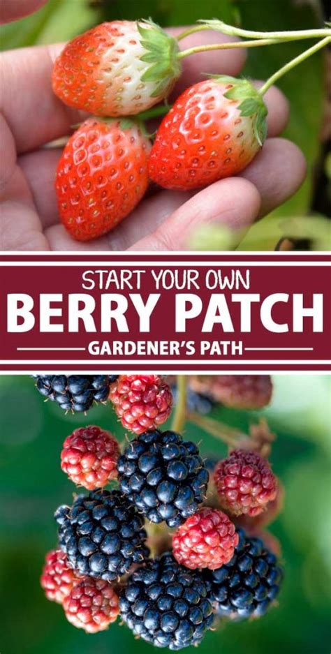 Juicy And Sweet Tips For Starting Your Own Berry Patch