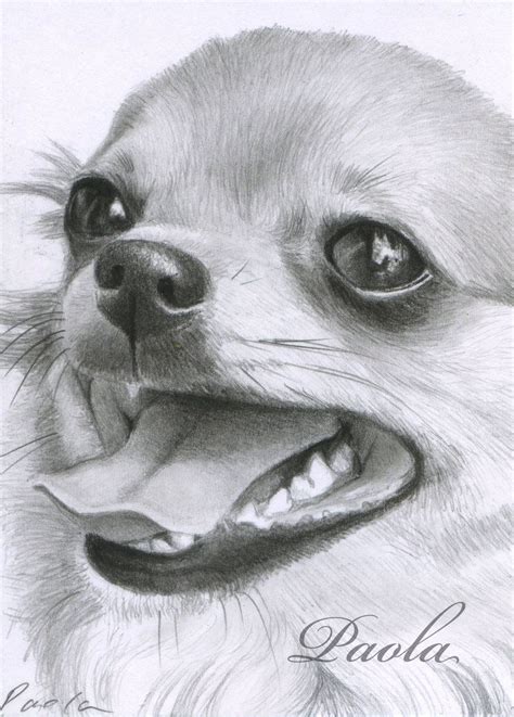 Dessin Chien Chihuahua Chihuahua 2 Aceo By Skippypoof Traditional Art