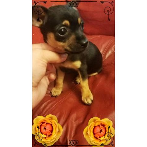 Happy puppies come from real, family breeders. 3 Teacup Chihuahuas for Sale in Jacksonville, Florida ...