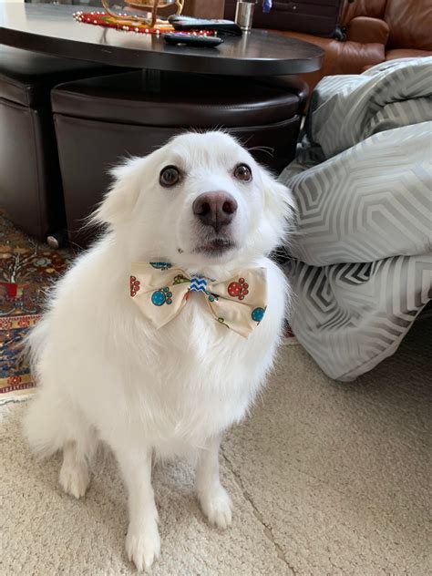 Psbattle A Dog Wearing A Bow Tie Rphotoshopbattles