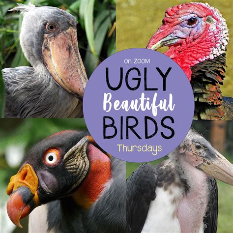 Ugly Looking Birds