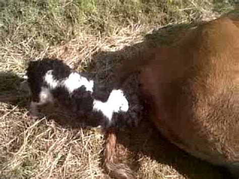 Sweet and big from hammerboys tv 8 min. dog licking ass - YouTube
