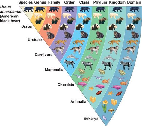 Linnaean Classification System Animal Classification Taxonomy