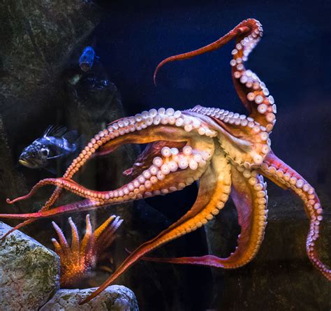 The largest know specimen of a giant pacific octopus measured 30 feet in length and weighed 600 pounds. Giant Pacific Octopus