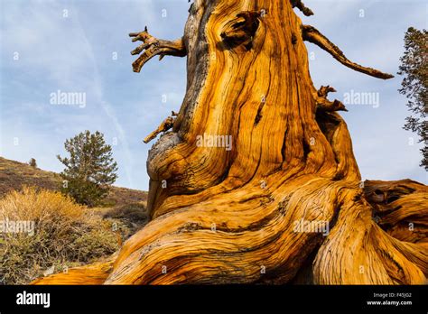 Great Basin Bristlecone Pine Pinus Longaeva Trunk Of Ancient Tree