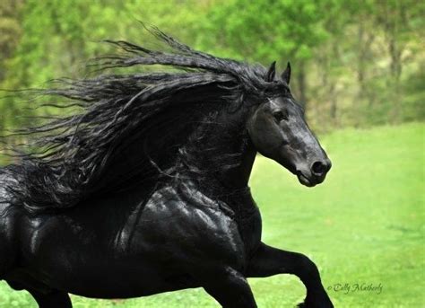Black Is Beautiful 27 Stunning Animals With Melanism Beautiful