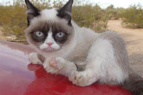 Grumpy Cat Petplan Blog