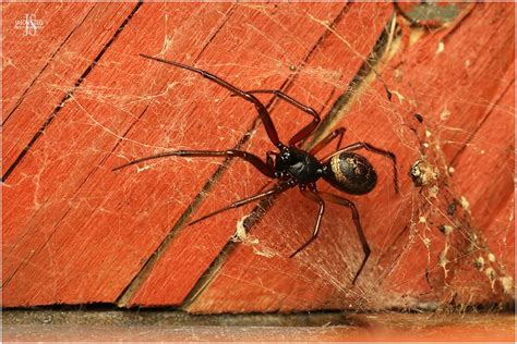 False Widow Spiders Of The Uk