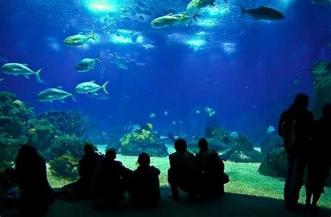 Lisbon Oceanarium Museum Of Marine Biology