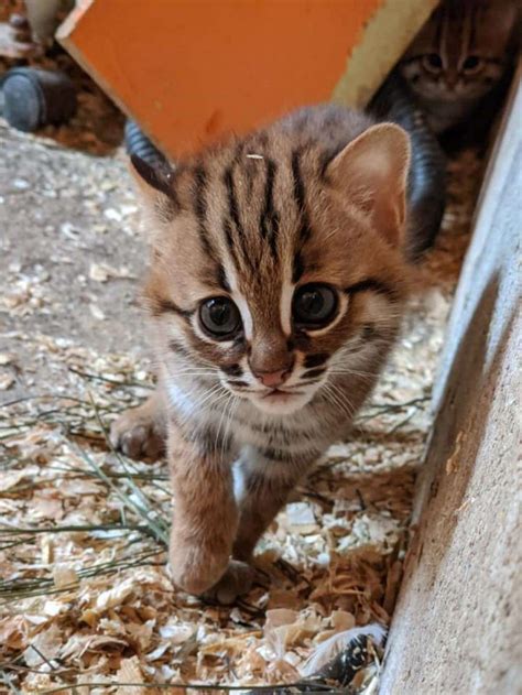 Rare Tiny Cubs Of World‘s Smallest Wild Cat Species Born