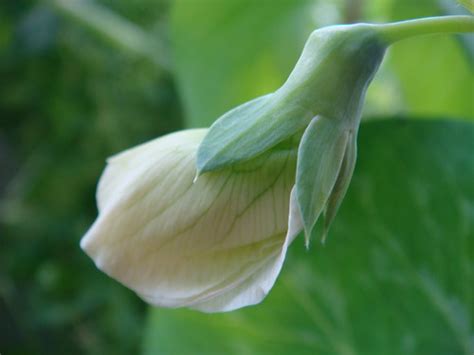 Snow Pea Flower Bud Louisa Billeter Flickr