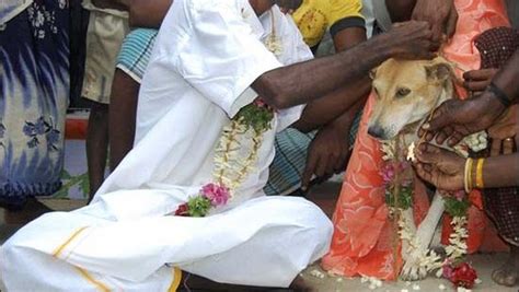 Di India, Manusia Bisa Menikah dengan Anjing atau Pohon