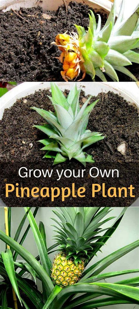 How To Grow Pineapple Plant Home Gardeners