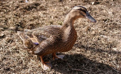 Rouen Duck Facts Anatomy Diet Reproductive Behavior Animals Time