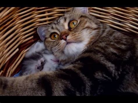 Mommy Cat Hugs Her Baby Cute Kitten YouTube