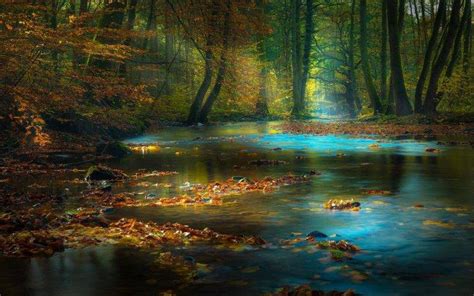 Nature Landscape Forest River Fall Leaves Sun Rays Mist