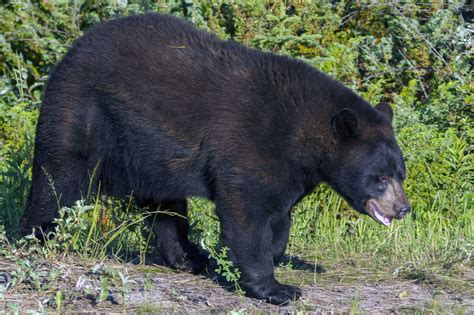 Black Bear Ursus Americanus