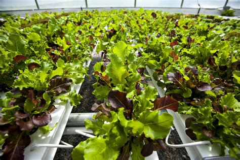 Hydroponics An Efficient Growing Method For Produce