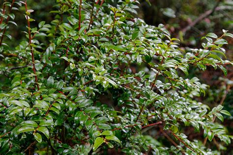 Hardy to zone five, this very drought tolerant species inhabits various habitats, such as dry sandy pinelands. Evergreen Huckleberry | Plants4Home