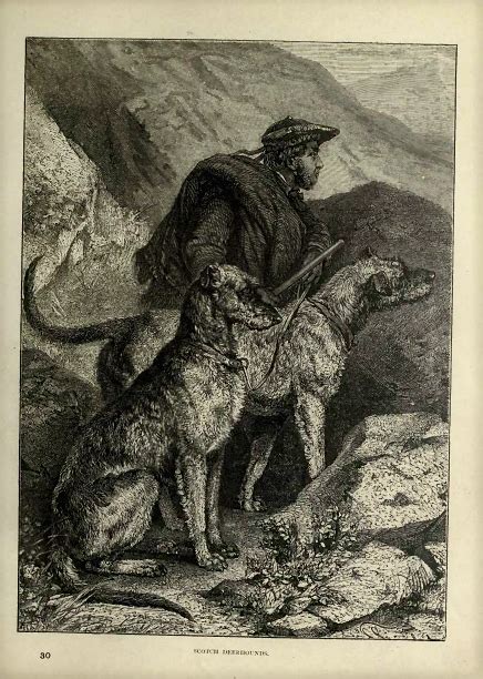 Justslowdownfrom The Illustrated Book Of The Dog 1881 Tumblr Pics