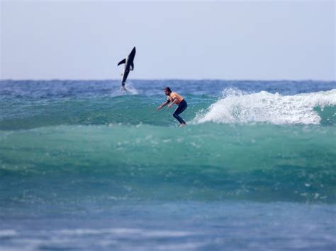 Sharknado Moment As Great White Shark Leaps Behind Surfer San Clemente Ca Patch