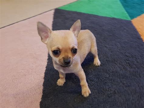 Pedigree Micro Teacup Chihuahua Male Puppy For Sale Ready To Leave His