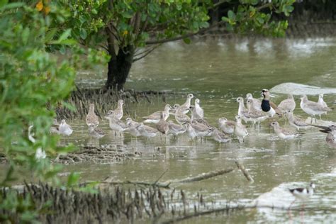 Taking A Look At Shorebirds In Trinidad A Population Update And