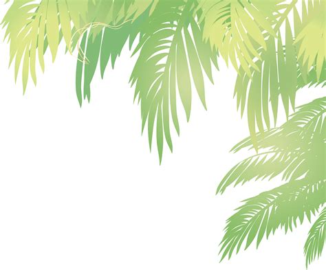Vector Transparente Png Y Svg De Dibujado A Mano Hoja De Palma Tropical