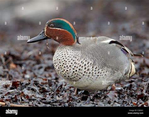 Common Teal Anas Crecca Male In Breeding Plumage Standing On Seaweed