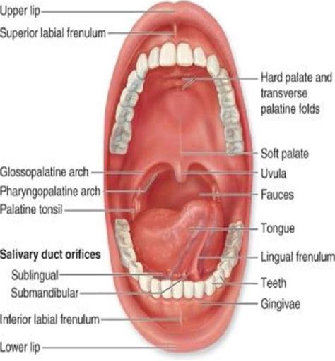 Structure Of Oral Cavity Figure Schematics Of Oral Mucosa