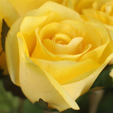 Find out how to keep your roses fresh with clorox® liquid bleach. Dozen Yellow Artificial Long Stem Roses - Picks + Sprays ...