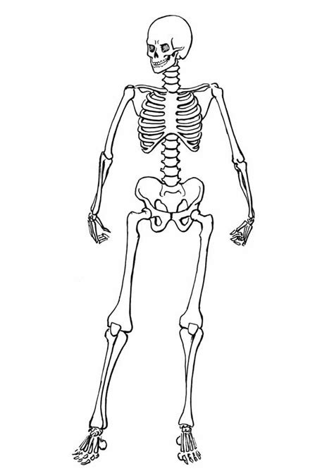 Imágenes Del Esqueleto Humano Para Colorear Esqueleto Humano