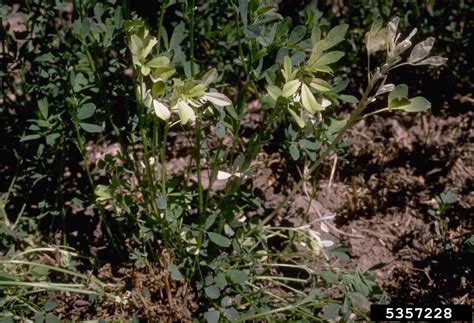 Alfalfa Stem Nematode Ditylenchus Dipsaci