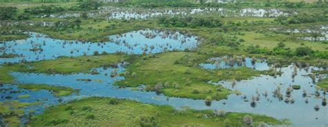 The Power Of Wetlands Saving Earth Encyclopedia Britannica