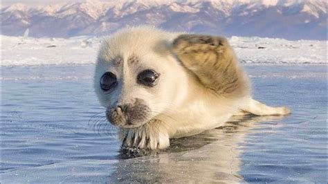 Cutest Sea Animals Videos😍 Watch Until The End Dont Miss Youtube