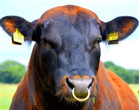 Why Do Bulls Have Nose Rings The Surprising Answer Pet Keen