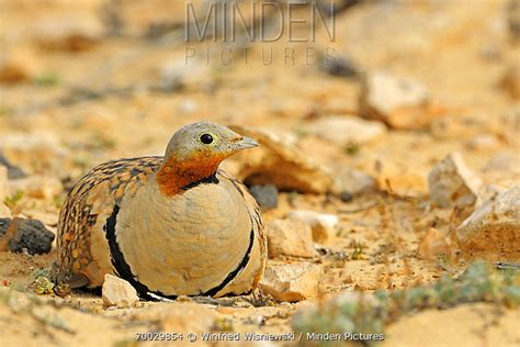 Minden Pictures Black Bellied Sandgrouse Pterocles Orientalis Male