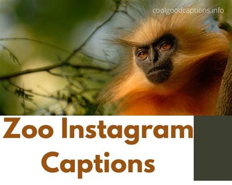 Fascinating 127 Zoo Instagram Captions Funny Puns Quotes And More
