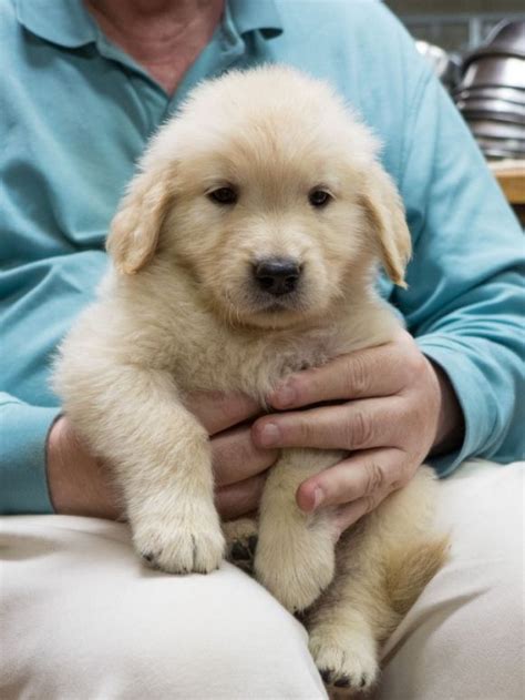 Floppy Pup Cutest Paw Fat Puppies Golden Puppies Funny Animals
